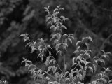 119011_Ecole1Feuilles_BW_Fz200_2D.jpg