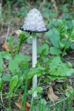 119156_MatranAuBordDeLaBagneChampignon_iso400_LV5_a6300_2D.jpg