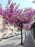 124696_Espagne-PinedaDeMarEtGironaRegion_1024px_PanasonicFz300.jpg