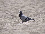 124708_Espagne-PinedaDeMarEtGironaRegion_1024px_PanasonicFz300.jpg