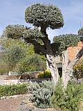 124795_Espagne-PinedaDeMarEtGironaRegion_1024px_PanasonicFz300.jpg