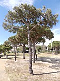 124947_Espagne-PinedaDeMarEtGironaRegion_1024px_PanasonicFz300.jpg