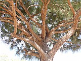 124949_Espagne-PinedaDeMarEtGironaRegion_1024px_PanasonicFz300.jpg
