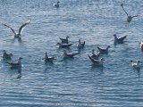 126491_CroatieSplitOiseaux_Fz300.jpg