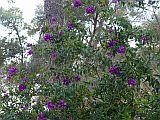 128165_EspagneTossaDeMarFleursViolettes_Fz300.jpg