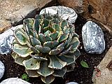 128177_EspagneTossaDeMarPlanteGrassePierres_Gamma47_Fz300.jpg