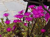 128183_EspagneTossaDeMarFleursRoseFluo_Fz300.jpg