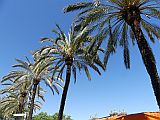 128346_EspagneBarceloneArbresPalmiers_Fz300.jpg