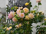 128469_D-MeissenAltstadtFleursRoses_Fz300.jpg