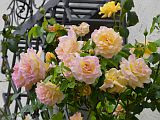 128470_D-MeissenAltstadtFleursRoses_Fz300.jpg