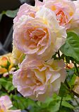128471_D-MeissenAltstadtFleursRoses_Fz300.jpg