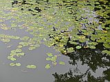 129497_D-WetzlarAltstadtNenuphars_Fz300_1024px.jpg