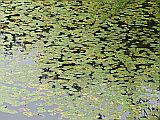129498_D-WetzlarAltstadtNenuphars_Fz300_1024px.jpg