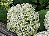 129502_D-WetzlarAltstadtFleur_Fz300_1024px.jpg