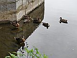 129505_D-WetzlarAltstadtCanards_Fz300_1024px.jpg