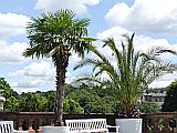 129585_D-WeilburgSchlossgartenPalmiers_Fz300_1024px.jpg