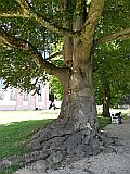 129592_D-WeilburgSchlossgartenArbreNoueux_Fz300_1024px.jpg